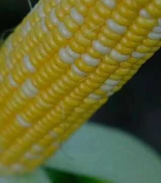 Насіння кукурудзи Нова Мармурова F1, п.о. 20тис. насінин (МНАГОР)