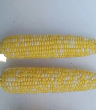 Семена кукурузы Кейт F1, п.е. 5 тыс. семян (Clause)