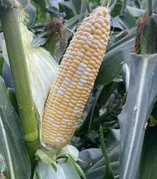 Насіння кукурудзи Казіно F1, п.о. 25 тис. насінин (Spark Seeds)