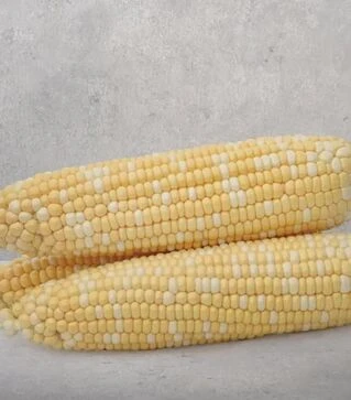 Насіння кукурудзи Майбіко F1, п.о. 5 тис.насінин (May Seeds)