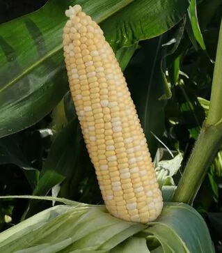 Насіння кукурудзи Майбіко F1, п.о. 5 тис.насінин (May Seeds)