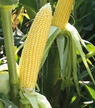 Семена кукурузы Мирза F1, 5 кг (May Seeds)