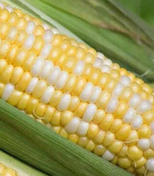 Семена кукурузы Новый Биколор F1, п.е. 100 тыс. семян (МНОГОР)