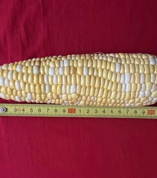 Насіння кукурудзи Спрітц F1, п.о. 5 тис.насінин (Clause)