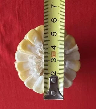 Насіння кукурудзи Спрітц F1, п.о. 5 тис.насінин (Clause)