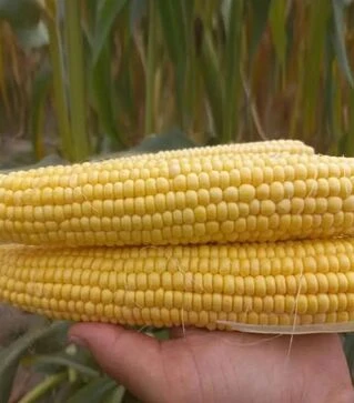 Семена кукурузы Ромео F1, п.е. 100 тыс. семян (МНОГОР)