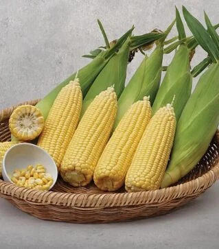 Насіння кукурудзи Вега F1, п.о. 5 тис.насінин (May Seeds)
