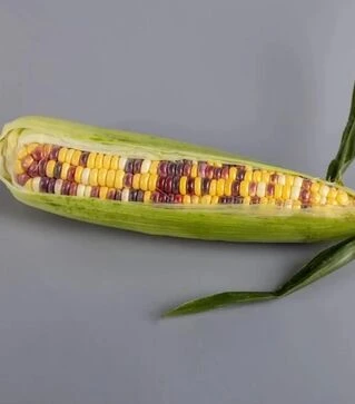 Насіння кукурудзи Вишиванка F1, п.о. 1 тис. насінин (МНАГОР)