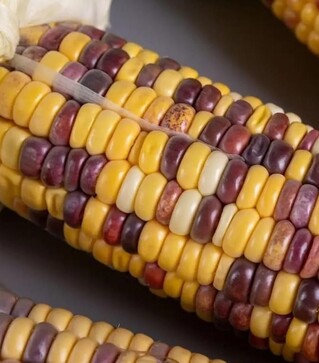 Семена кукурузы Вышиванка F1, п.е. 4 тыс. семян (МНОГОР)