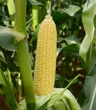 Семена кукурузы Вега F1, 5 кг (May Seeds)