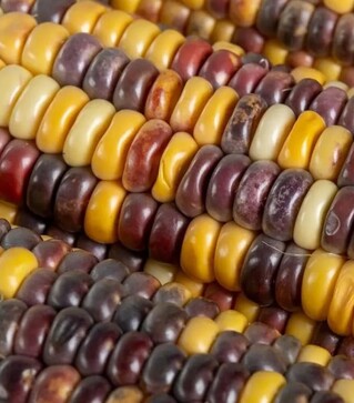 Насіння кукурудзи Вишиванка F1, п.о. 20 тис. насінин (МНАГОР)