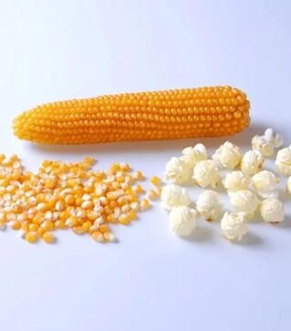 Семена кукурузы Саммер F1, п.е. 25 тыс. семян (Spark Seeds)