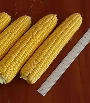 Насіння кукурудзи Рання Насолода F1, п.о. 25 тис. насінин (Lark Seeds)