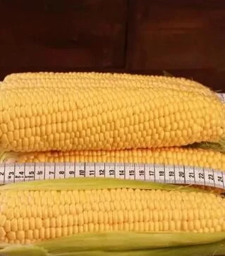 Насіння кукурудзи Сентис F1, п.о. 1 тис. насінин (МНАГОР)