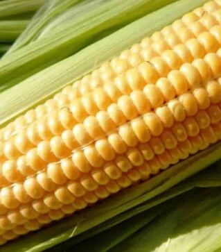 Насіння кукурудзи Юрмала F1, п.о. 4 тис. насінин (МНАГОР)