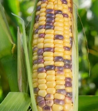 Семена кукурузы Украинский Биколор F1, п.е. 20 тыс. семян (МНОГОР)