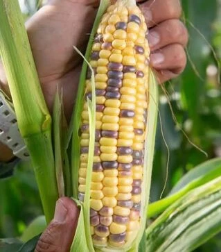 Семена кукурузы Украинский Биколор F1, п.е. 4 тыс. семян (МНОГОР)