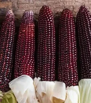 Семена кукурузы Бордо F1, п.е. 20 тыс. семян (МНОГОР)