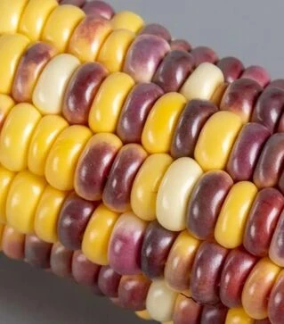 Семена кукурузы Бордо F1, п.е. 20 тыс. семян (МНОГОР)