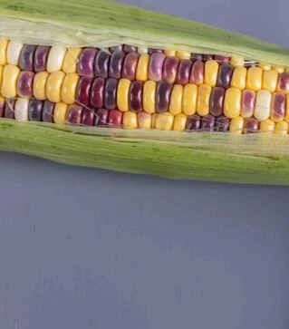 Семена кукурузы Бордо F1, п.е. 20 тыс. семян (МНОГОР)