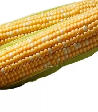 Семена кукурузы Камберленд F1, п.е. 5 тыс. семян (Clause)