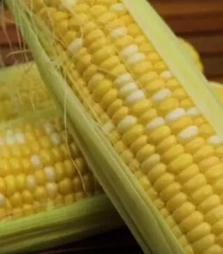 Насіння кукурудзи Ракель F1, п.о. 5 тис.насінин (Clause)