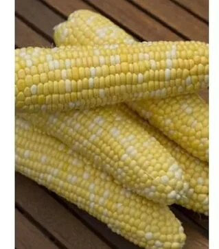 Насіння кукурудзи Ракель F1, п.о. 5 тис.насінин (Clause)