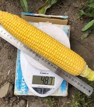 Насіння кукурудзи 1980 F1, п.о. 2500 насінин (Spark Seeds)