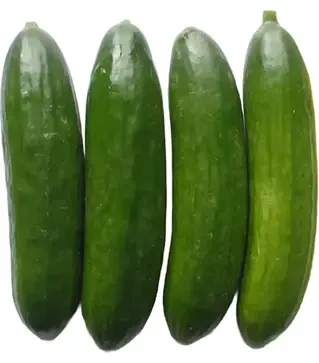 Насіння огірка Бейбі F1, п.о. 100 насінин (Semo)