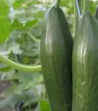 Насіння огірка Емілі F1, п.о. 100 насінин (Semo)