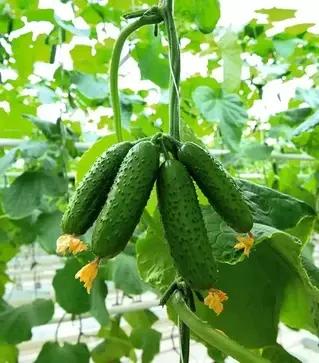 Семена огурца Авион F1, п.е. 250 семян (Bejo)