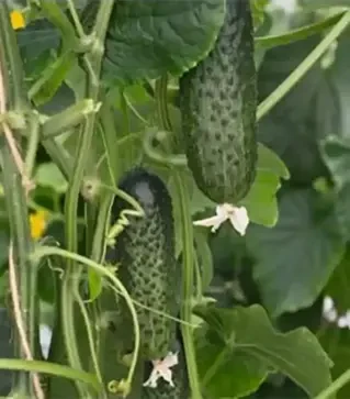 Семена огурца Атик F1, п.е. 250 семян (Bejo)