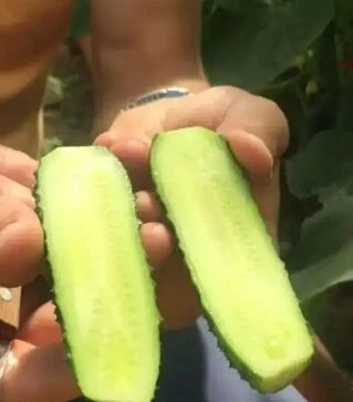 Насіння огірка Фурор F1, п.о. 500 насінин (Leda Agro)