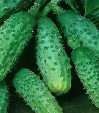 Семена огурца Аккорд F1, п.е. 1 тыс. семян (Bejo)