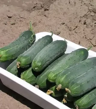 Насіння огірка Гектор F1, п.о. 1 тис. насінин (Nunhems)