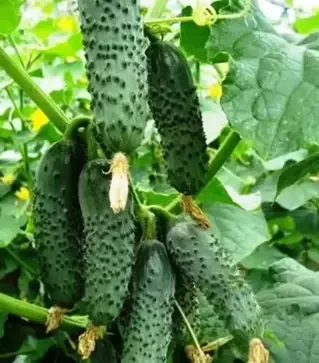 Насіння огірка Ленара F1, п.о. 250 насінин (Rijk Zwaan)