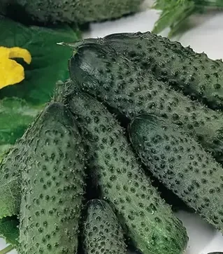 Семена огурца Пасалимо F1, п.е. 500 семян (Syngenta)