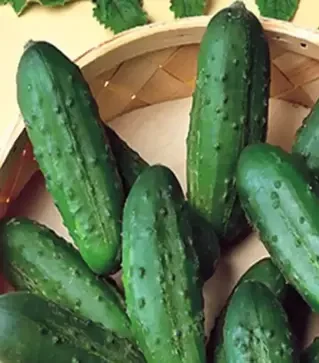 Семена огурца Наташа F1, п.е. 1 тыс. семян (Seminis)