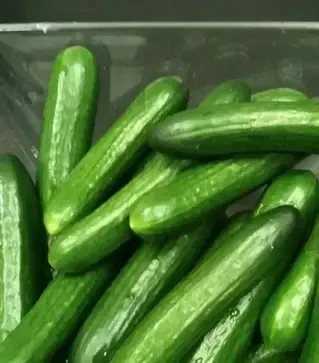 Семена огурца Мертус F1, п.е. 100 семян (Rijk Zwaan)