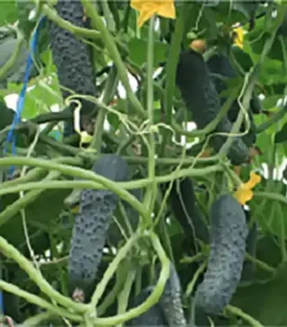 Насіння огірка Седрік F1, п.о. 500 насінин (Enza Zaden)