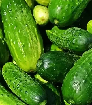 Насіння огірка Містраль F1, п.о. 500 насінин (Nasko)