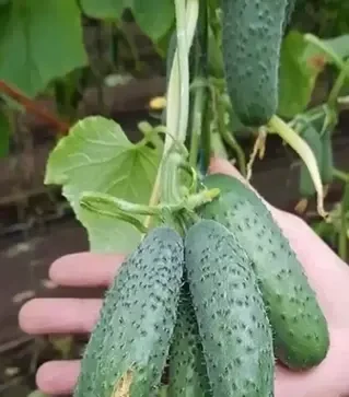 Семена огурца Мадрилене F1, п.е. 250 семян (Seminis)