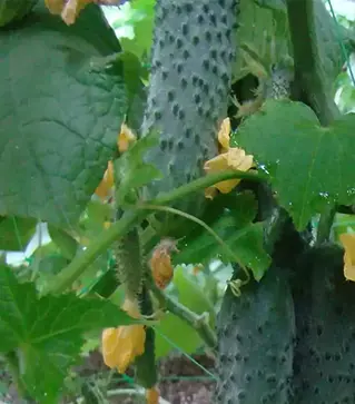 Насіння огірка Мамлюк F1, п.о. 500 насінин (Breeding Seeds)