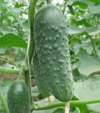 Семена огурца Престо F1, п.е. 1 тыс. семян (Rijk Zwaan)