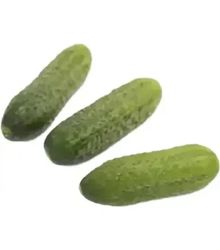 Насіння огірка Саунд F1, п.о. 1 тис. насінин (Rijk Zwaan)