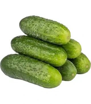 Насіння огірка Рубато F1, п.о. 1 тис. насінин (Rijk Zwaan)