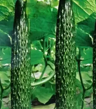 Семена огурца Китайский змей, 500 г (Hortus)