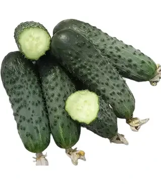 Семена огурца Сатина F1, п.е. 1 тыс. семян (Nunhems)