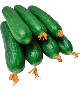 Насіння огірка Мева F1, п.о. 100 насінин (Rijk Zwaan)