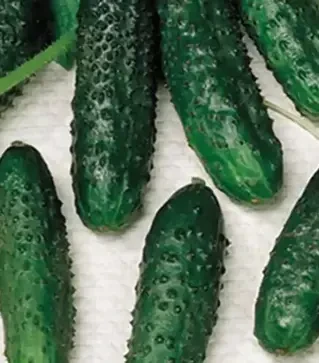 Насіння огірка Маша F1, п.о. 250 насінин (Seminis)